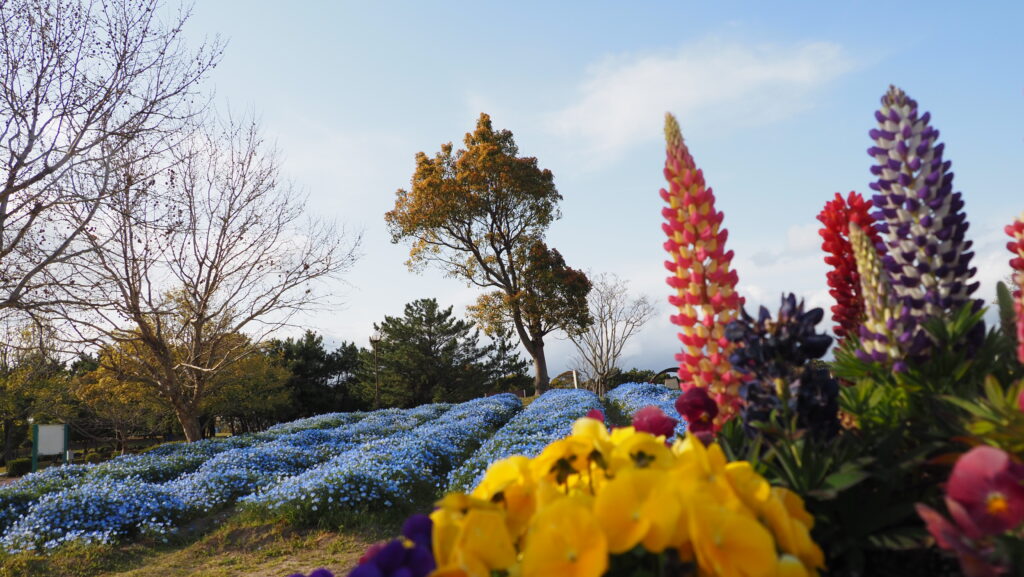 青に染まる春の丘 〜福岡 今津運動公園〜
