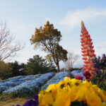 青に染まる春の丘 〜福岡 今津運動公園〜