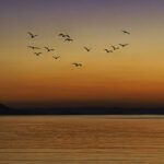 夕暮れ時の奇跡！弁天橋で出会う自然の絶景