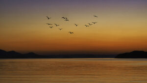 夕暮れ時の奇跡！弁天橋で出会う自然の絶景