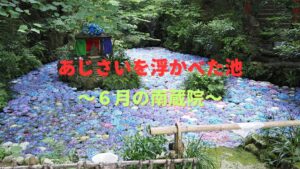 映え確定！南蔵院「あじさい池」が今年も幻想的🌸（6月限定）
