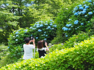 糸島の滝 あじさい祭り2025年の見どころと楽しみ方