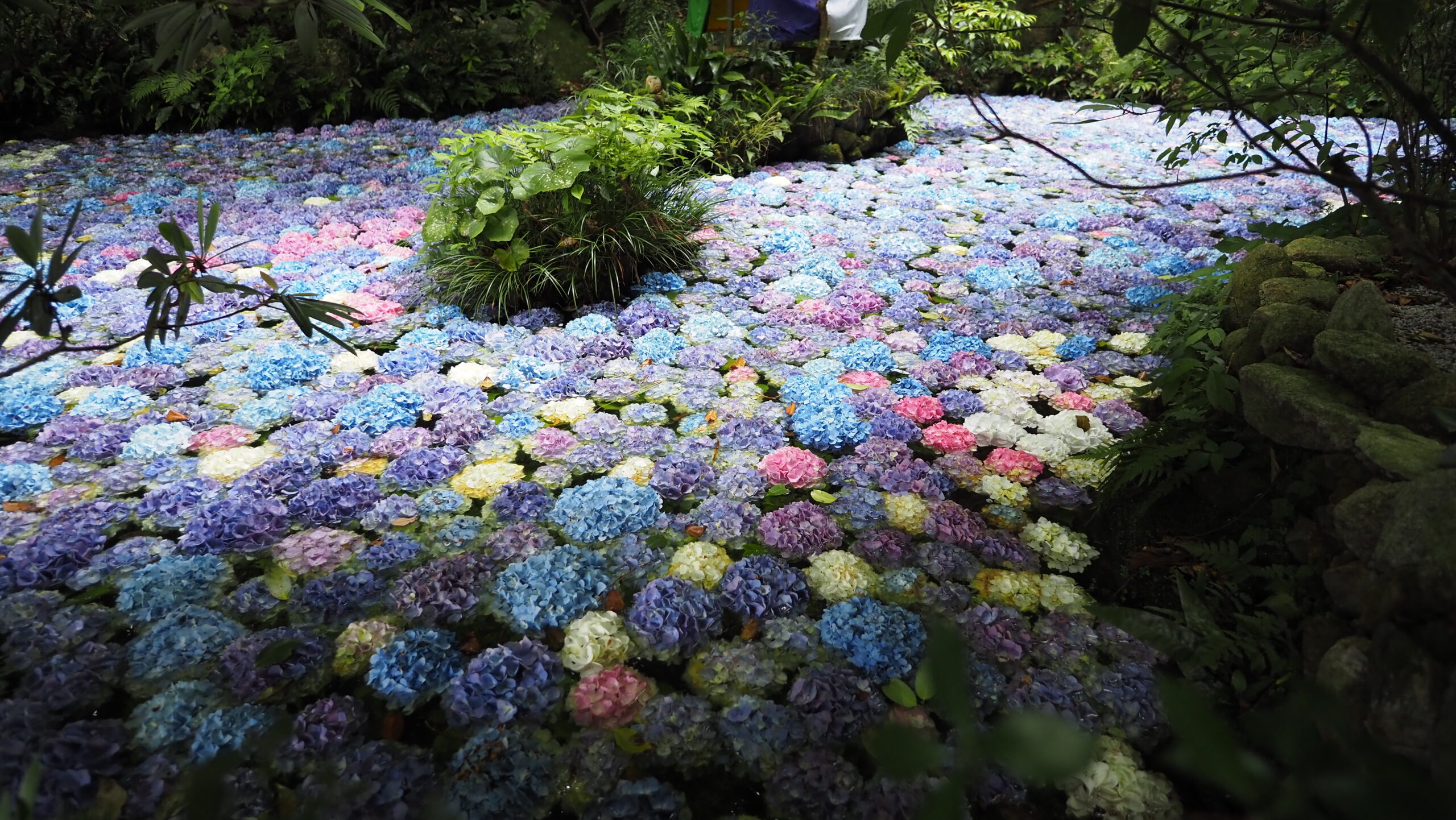 あじさいと池の絶景が見られる南蔵院へ！駐車場・アクセス完全ガイド