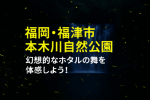 福津市 本木川自然公園の幻想的なホタルの舞