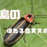 糸島のホタルに会いに行こう♪実際に見られる場所３選（マップ付き）