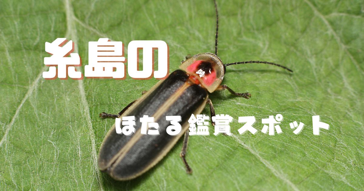糸島のホタルに会いに行こう♪実際に見られる場所3選(マップ付き)