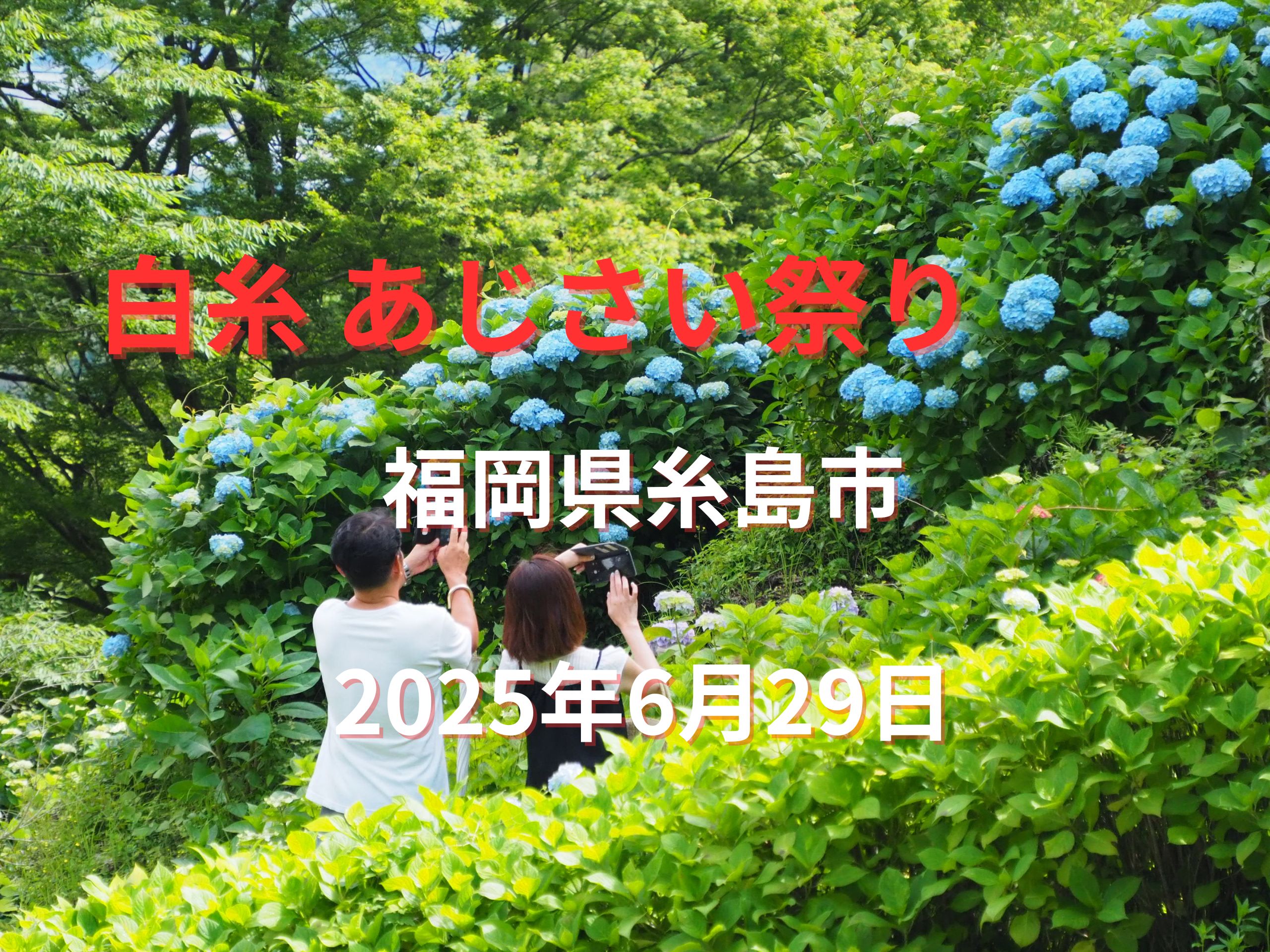 🌸癒し旅するならここ！糸島白糸あじさい祭り【映え×アクセス】