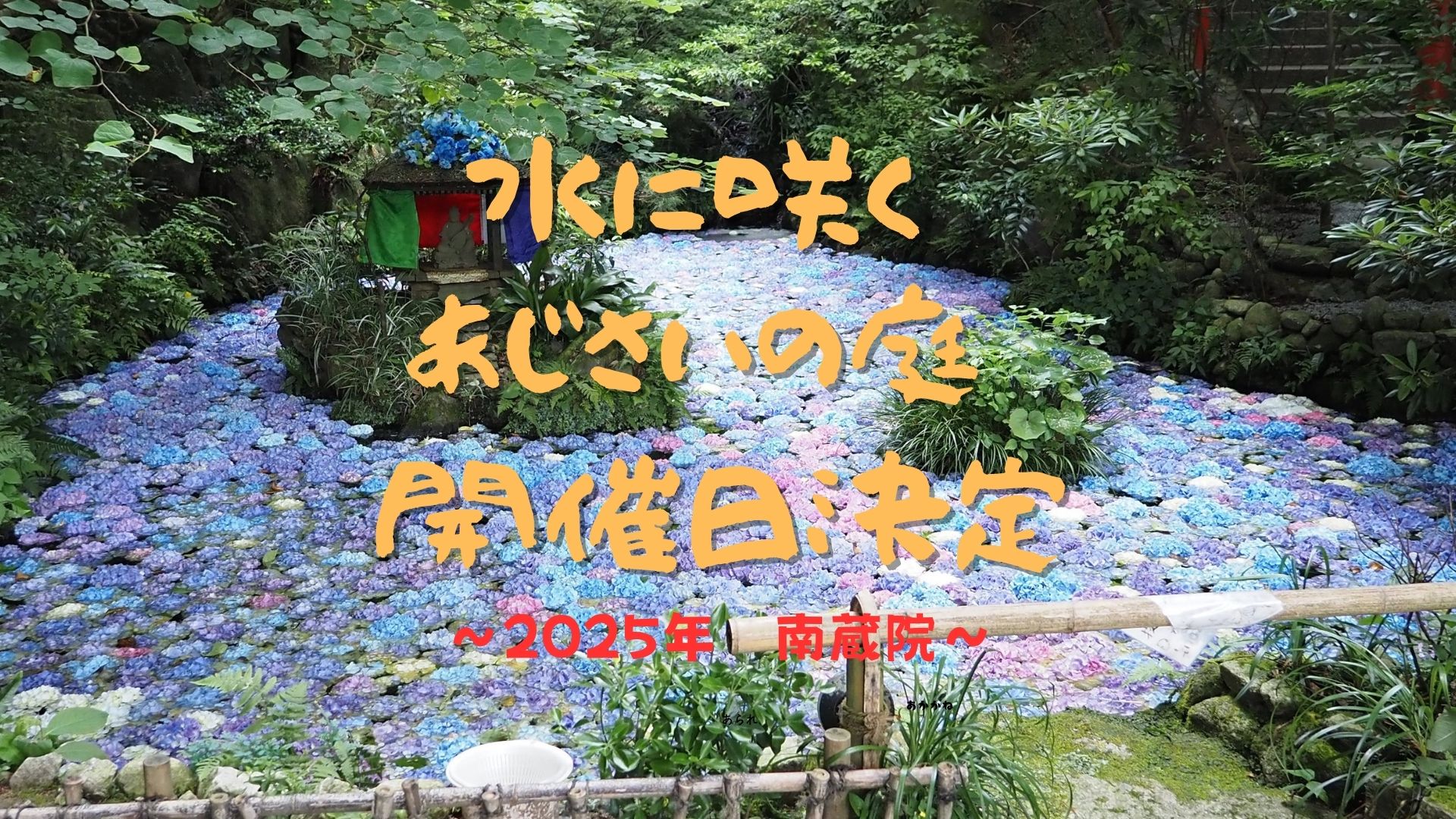 【2025年】6月14日から9日間限定の南蔵院「あじさい池」：⇒日程が変更されました🌸