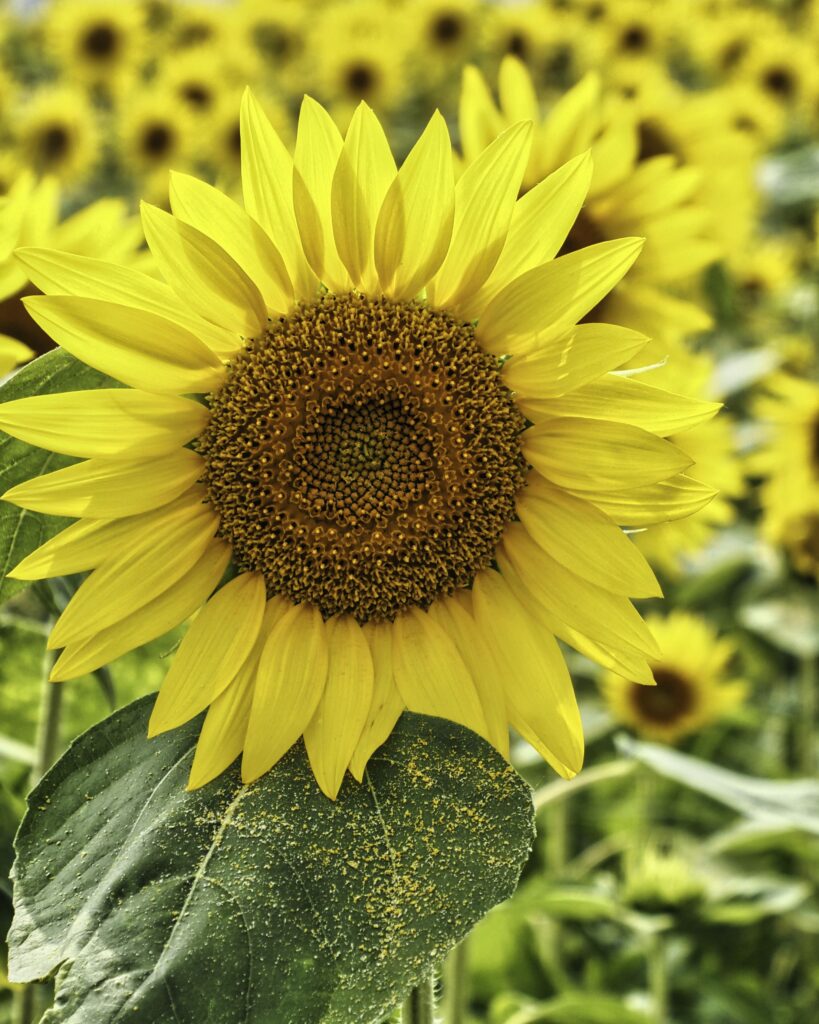 アップのひまわり写真