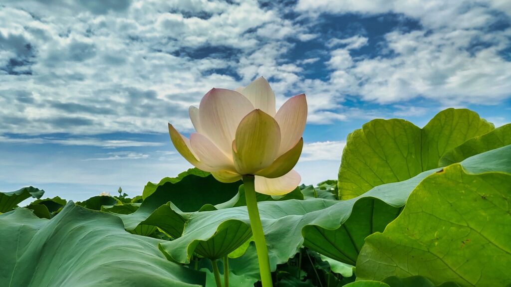 緑に包まれたれんこん畑に咲く蓮の花