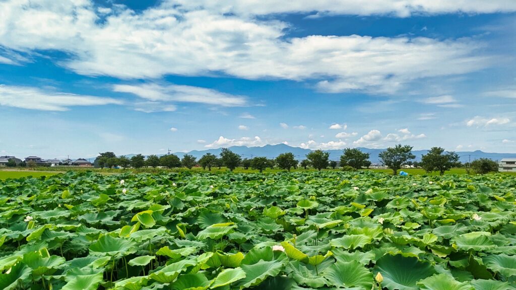 一面に広がるれんこん畑と遠くの山並み、夏空