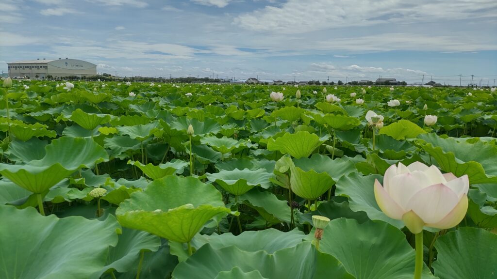 畑の中に立つ一輪の蓮