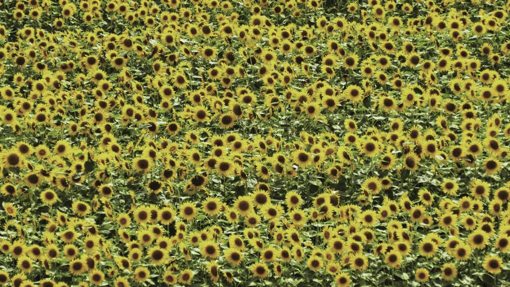 青空とひまわり畑