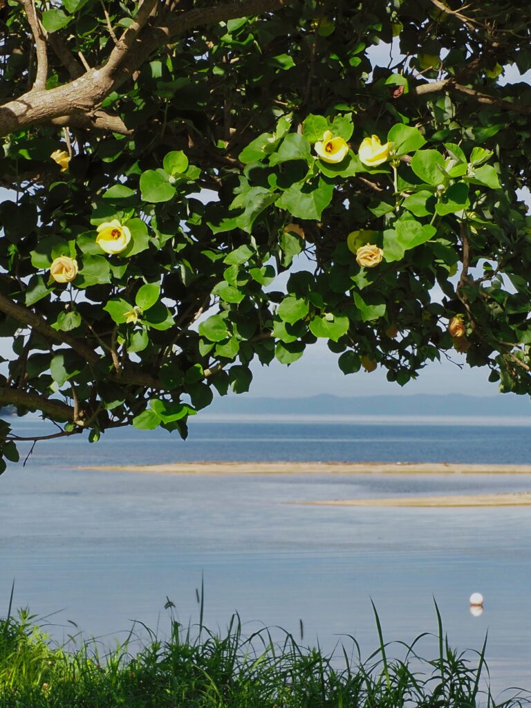 風に揺れるはまぼう