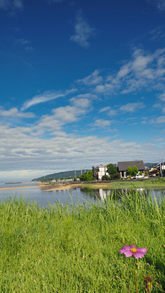 はまぼうと青空