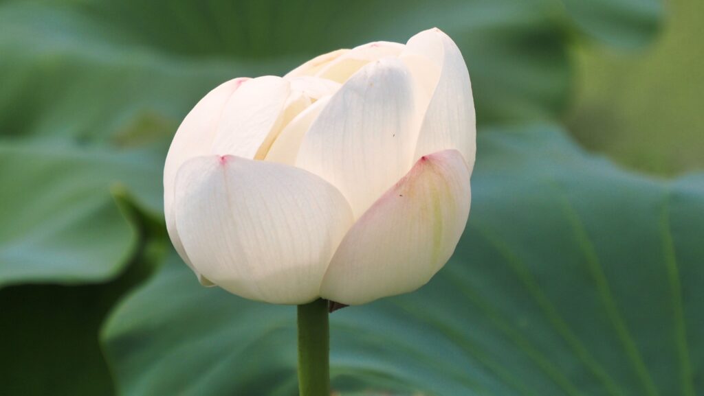 朝の光に包まれた、白い蓮の花のつぼみ