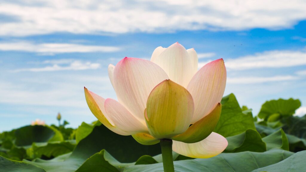 緑に包まれたれんこん畑に咲く蓮の花