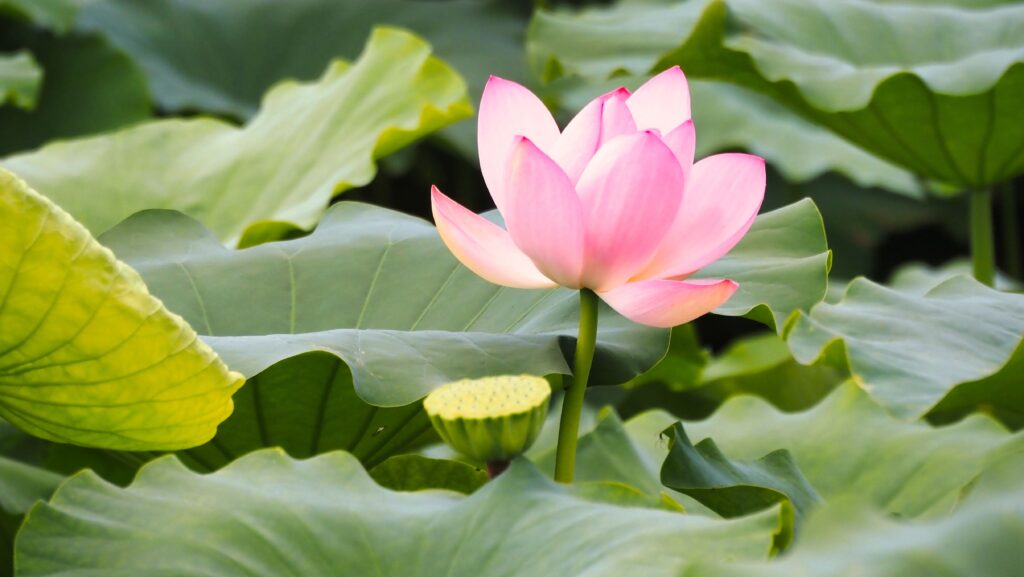 ピンクの蓮の花と、隣にある花托(れんこんの元)のセットカット