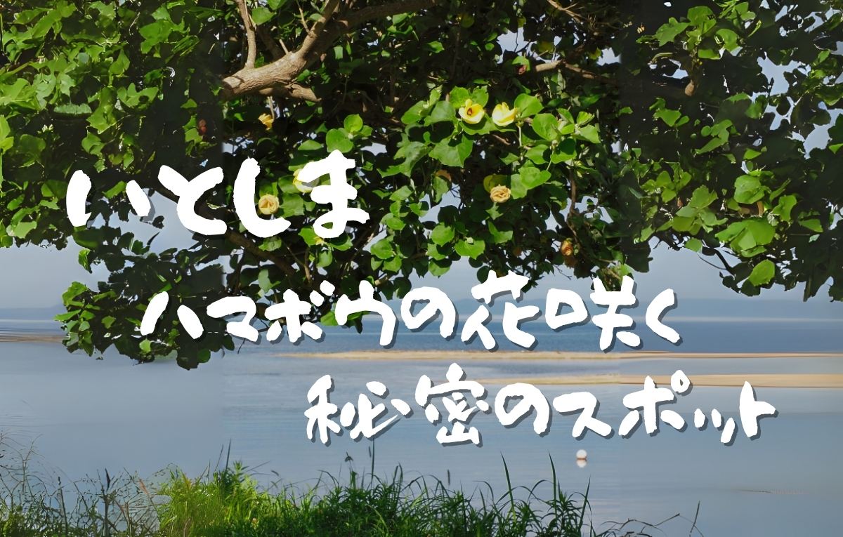 糸島の秘密の水辺🌼朝だけ咲くはまぼうに癒されて