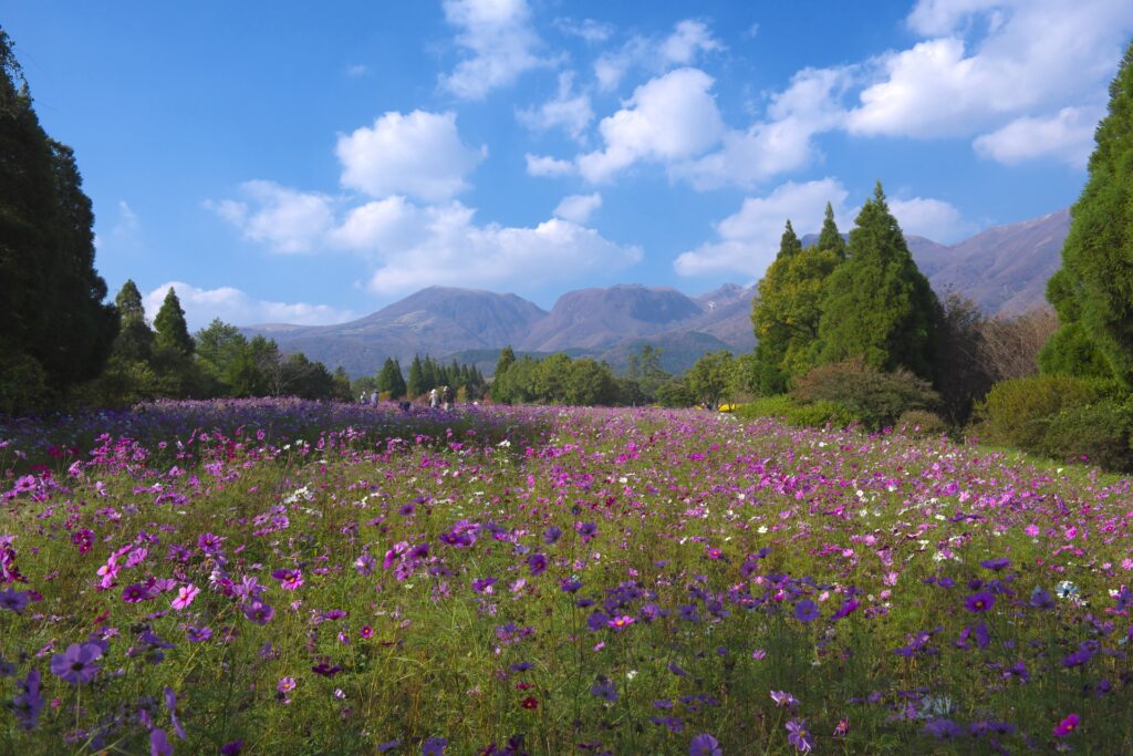 くじゅう花公のコスモス