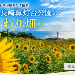 長島町ひまわり畑【知る人ぞ知る】絶景穴場！東シナ海と灯台が映える場所