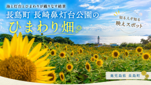 長島町ひまわり畑【知る人ぞ知る】絶景穴場！東シナ海と灯台が映える場所