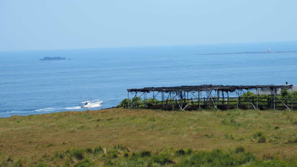 海へ向かって広がる杉ノ原牧場。柵に沿った牧草地も印象的です。
