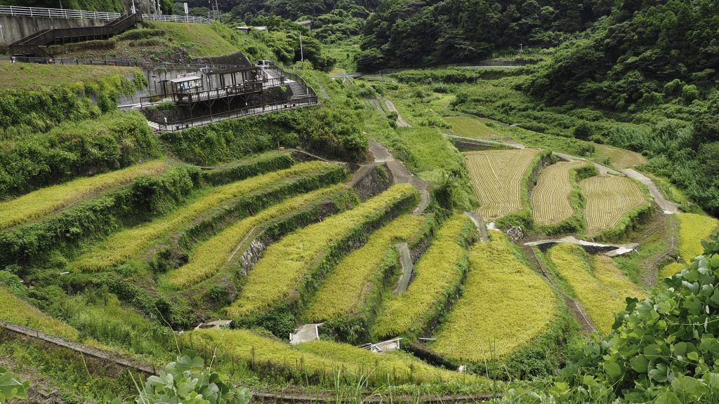 黄金色の稲穂が広がる浜野浦の棚田
