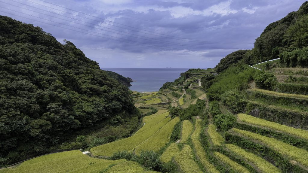 玄界灘を望む黄金色の浜野浦の棚田