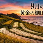 佐賀県浜野浦の棚田 9月のおすすめ絶景！黄金の稲穂と感動の夕日