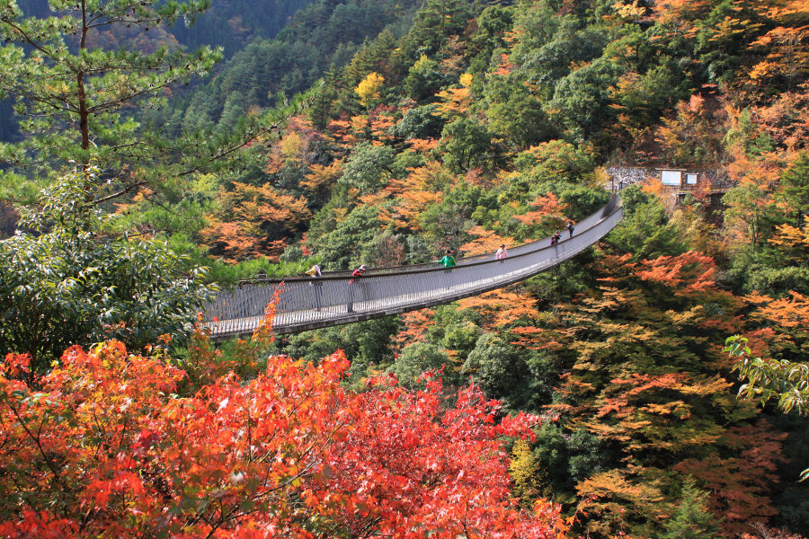 五家荘　樅木の吊橋