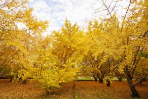 太原のイチョウ並木 福岡県八女市 11月見どころと混雑回避