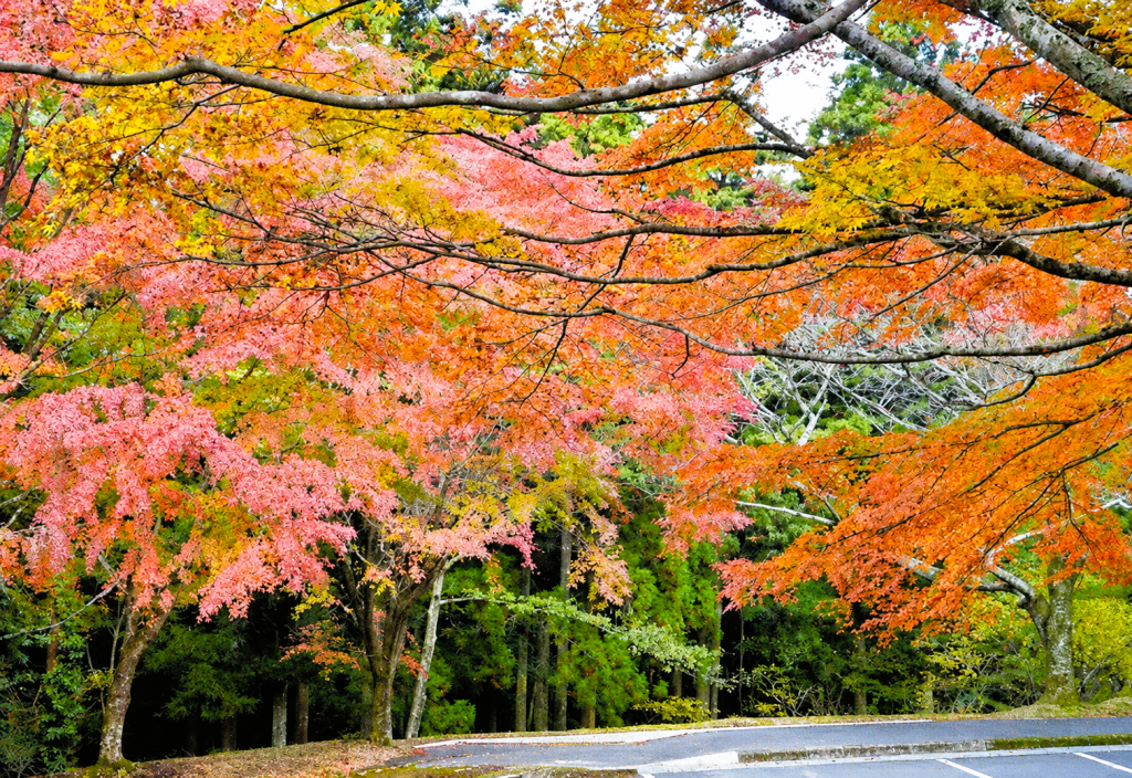 英彦山　高住神社の紅葉