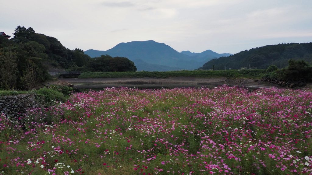 山谷切り口のコスモス棚田