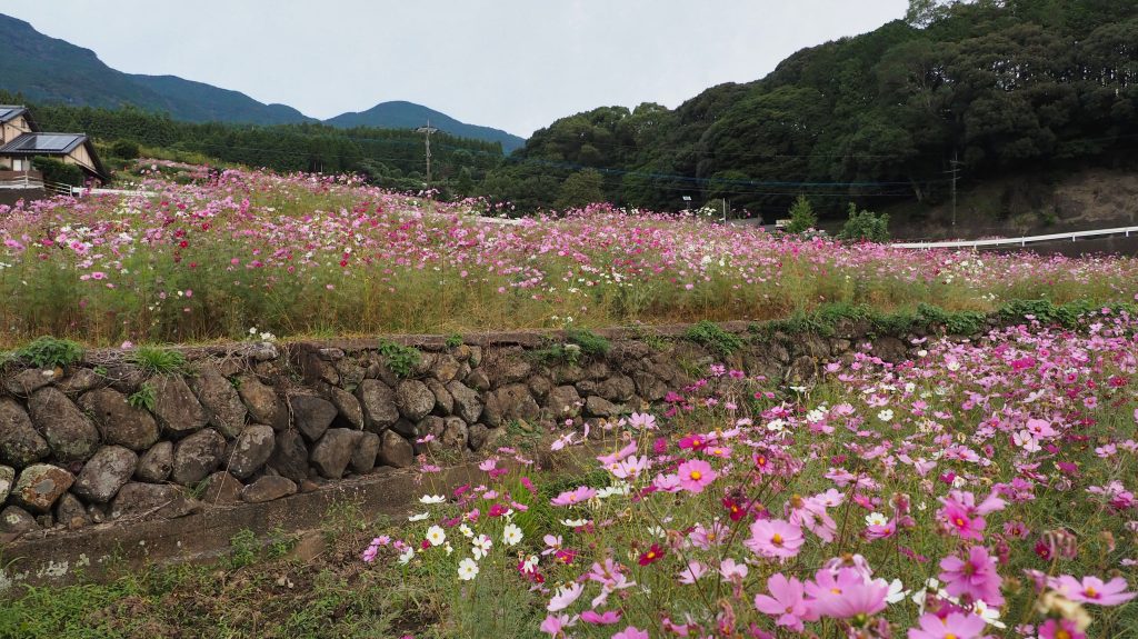 山谷切り口のコスモス棚田