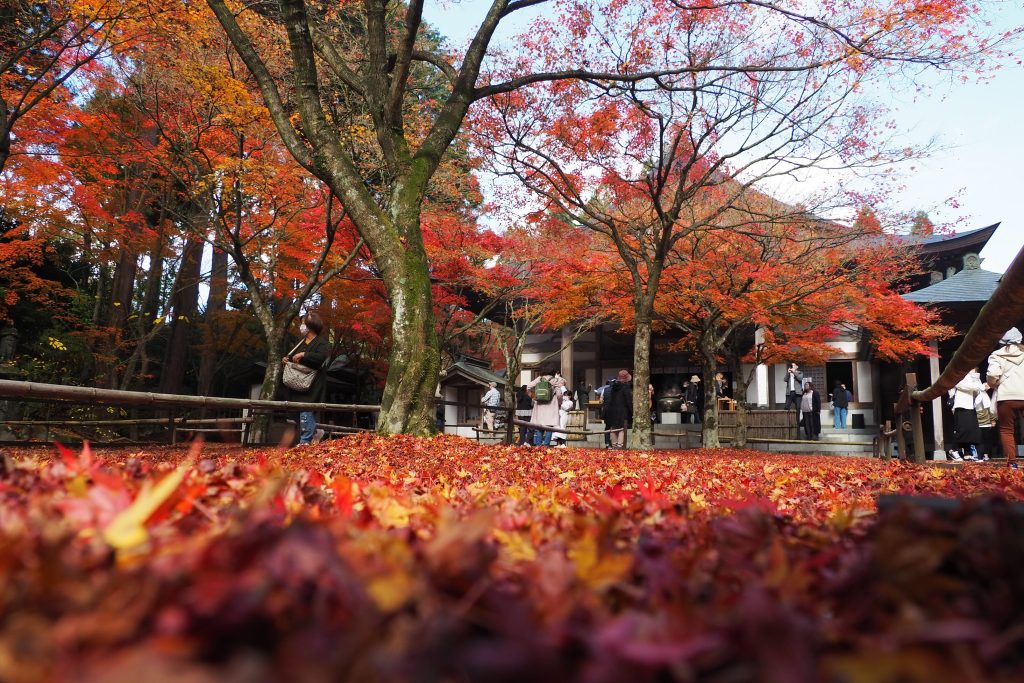 呑山観音寺の紅葉