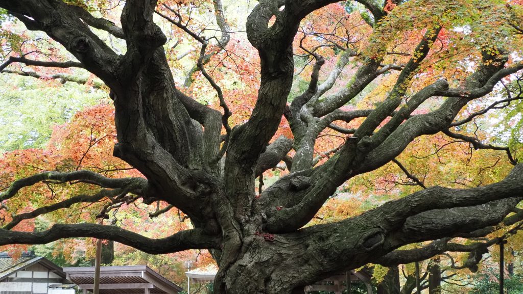 雷山の大楠
