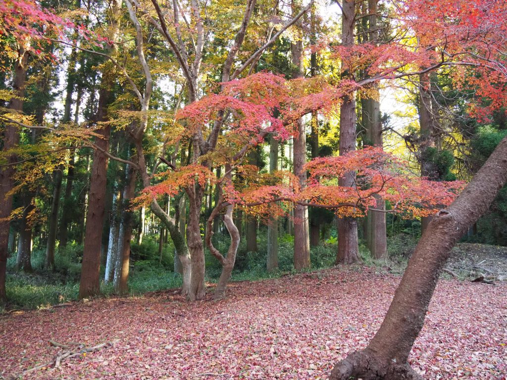秋月の紅葉