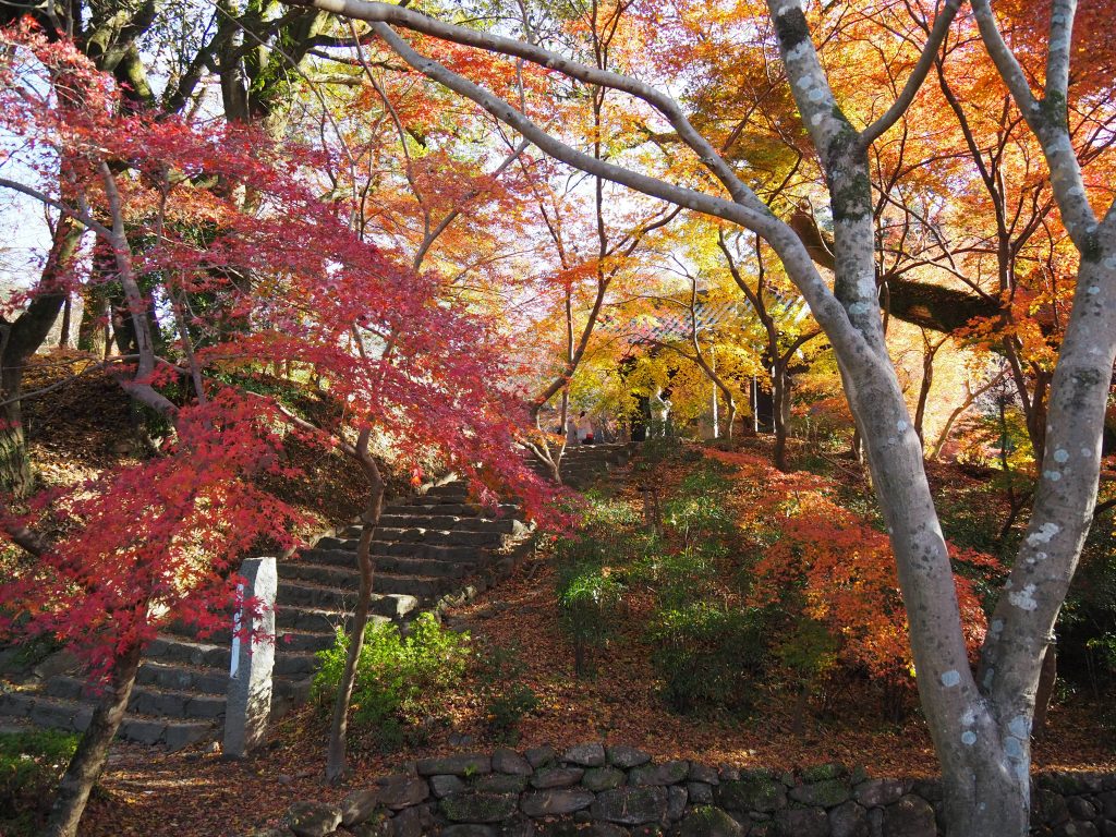 秋月の紅葉