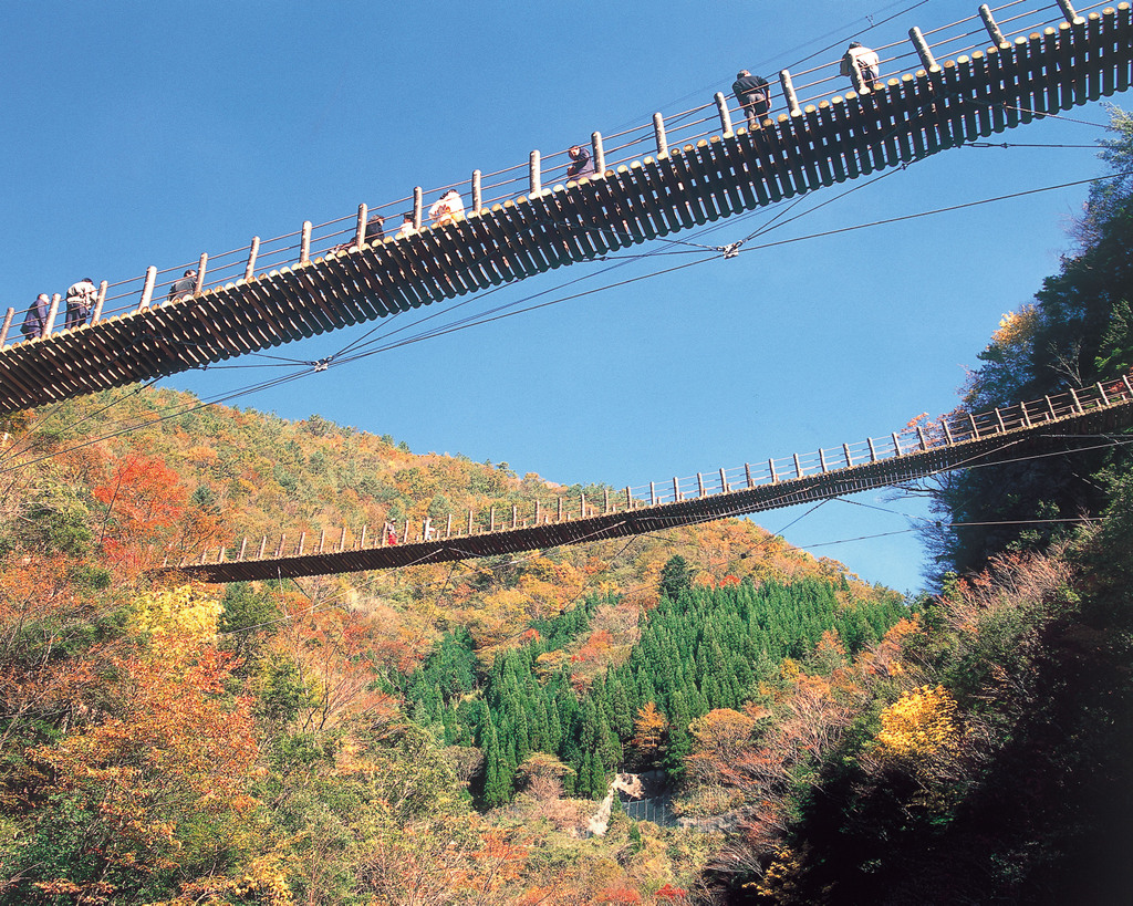 秋の樅木の吊橋