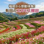 佐賀県有田町「山谷切り口のコスモス棚田」｜秋の見頃と絶景・アクセス情報