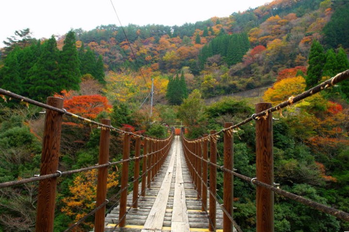 樅木の吊橋